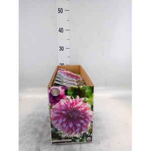 Dahlia   ...flowerbulbs