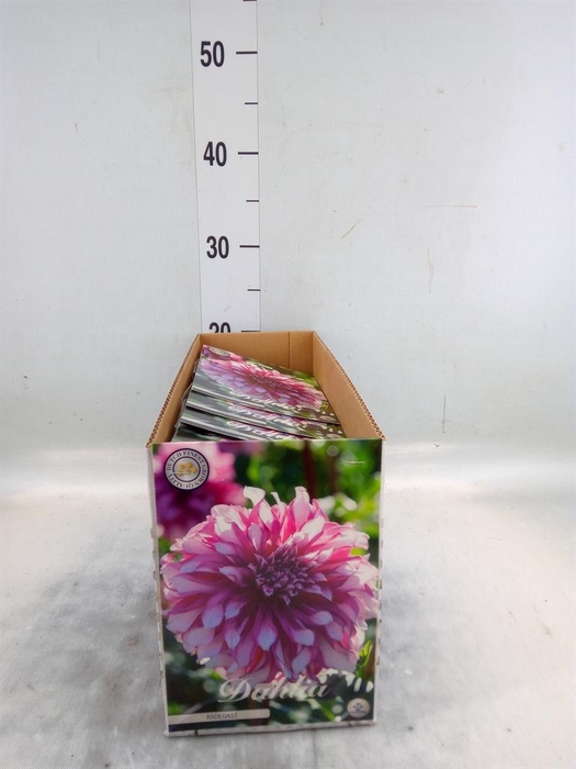 <h4>Dahlia   ...flowerbulbs</h4>