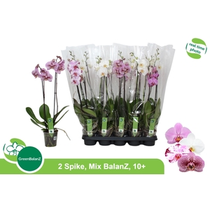 PHAL GEM