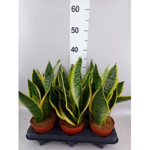 Sansevieria trifa. 'Futura Superba'