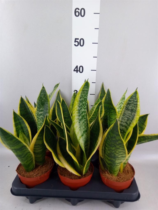 <h4>Sansevieria trifa. 'Futura Superba'</h4>