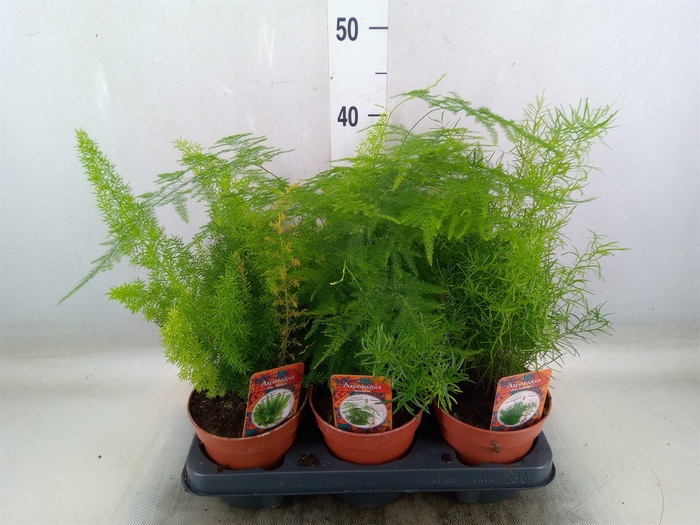 <h4>Asparagus   ...mix 3</h4>