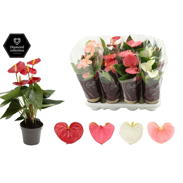 <h4>Anthurium 9 cm 4 color mix - Diamond sleeve</h4>