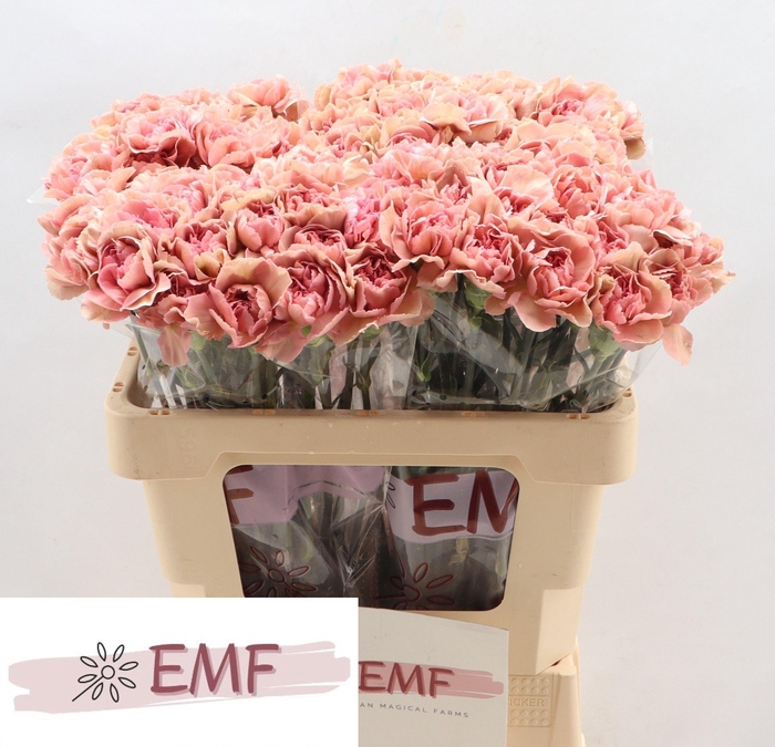 <h4>DI ST LADY DAYANA</h4>