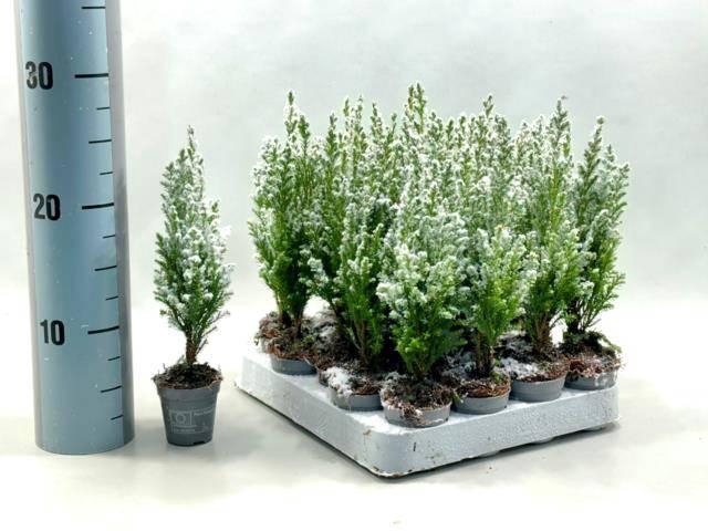 <h4>CHAM L ELLWOODII P05.5 SNOW</h4>