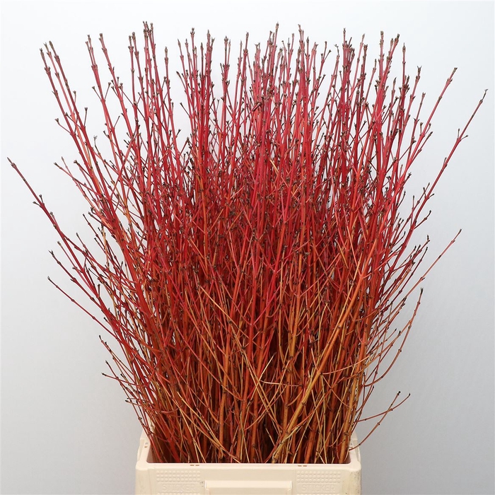 <h4>Cornus Sa Winter Beauty Extra</h4>