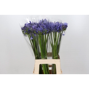 Agapanthus Blue Heaven