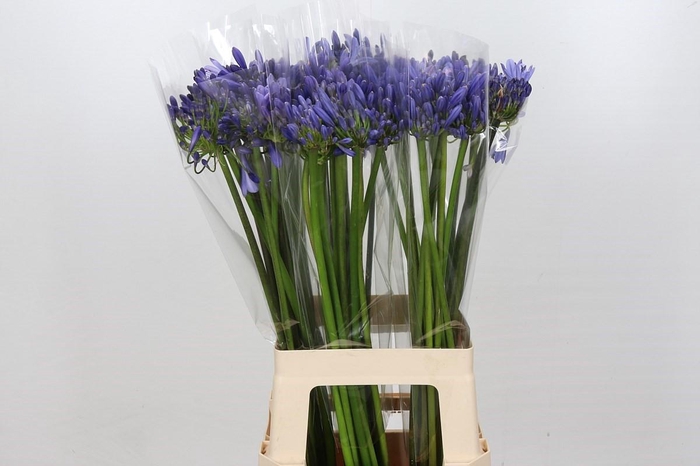 <h4>Agapanthus Blue Heaven</h4>