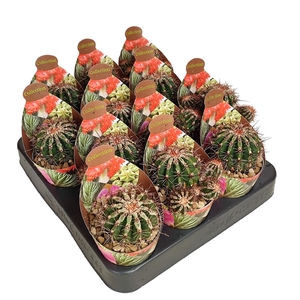 ECHINOPSIS 'HAKU-JO' - POT Ø 6,5 - COLLECTION WITH POTCOVER (CACTUS)