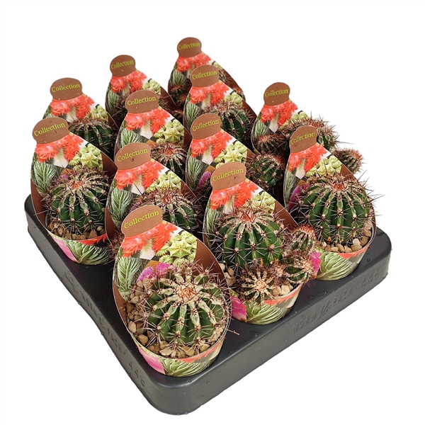 <h4>ECHINOPSIS 'HAKU-JO' - POT Ø 6,5 - COLLECTION WITH POTCOVER (CACTUS)</h4>