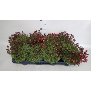 Saxifraga arend. 'Marto Red'