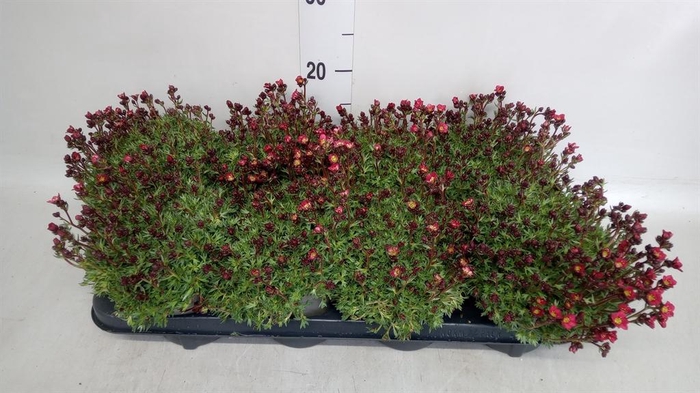 <h4>Saxifraga arend. 'Marto Red'</h4>