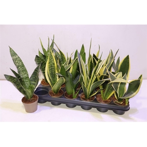 arr8 Sansev Trifascia Mixtray