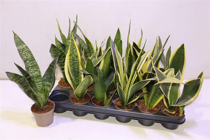 <h4>arr8 Sansev Trifascia Mixtray</h4>