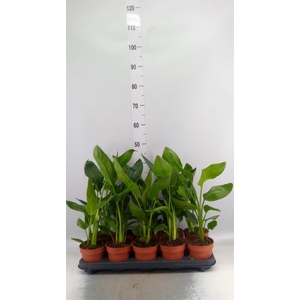 Strelitzia reg.   ...no flowers