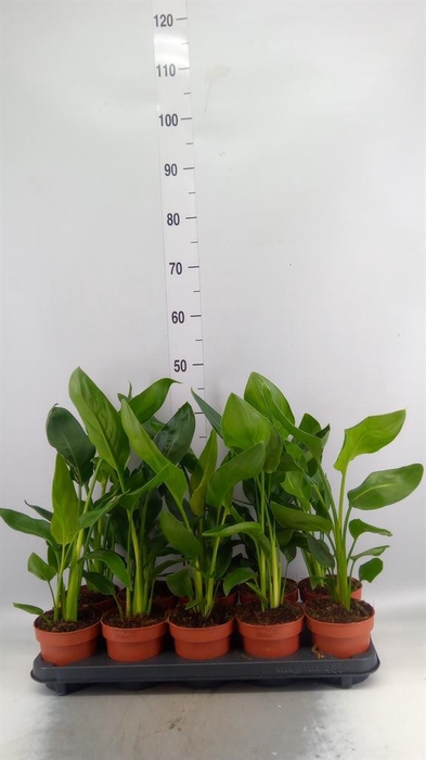 <h4>Strelitzia reg.   ...no flowers</h4>