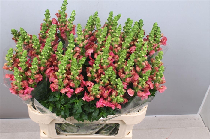 <h4>Antir Avignon Cherry Rose</h4>