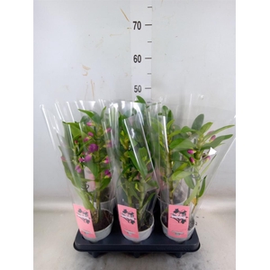 Dendrobium nob.   ...mix