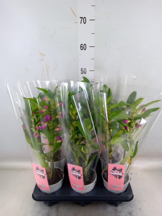 <h4>Dendrobium nob.   ...mix</h4>