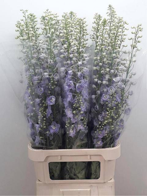 <h4>DELPH DU DELP MISTY</h4>