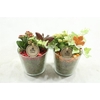 arr2 PT POT ZWAAR WIT/ROOD