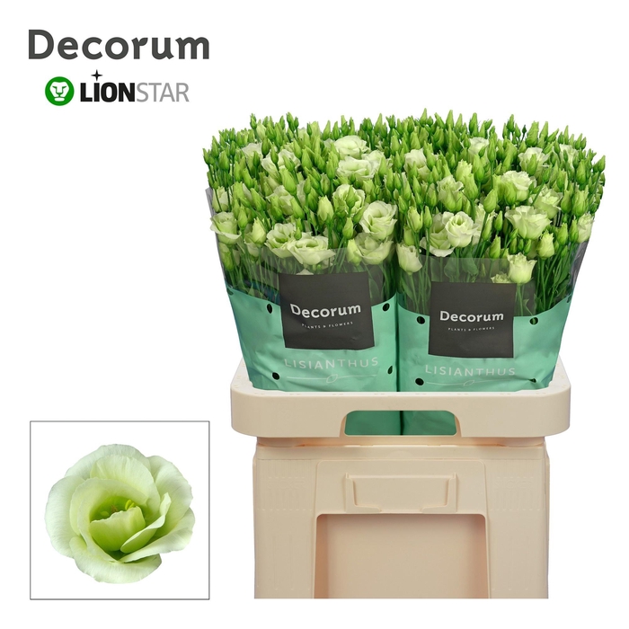 <h4>EUS G ROSI GREEN</h4>