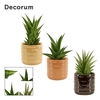 Sansevieria autre