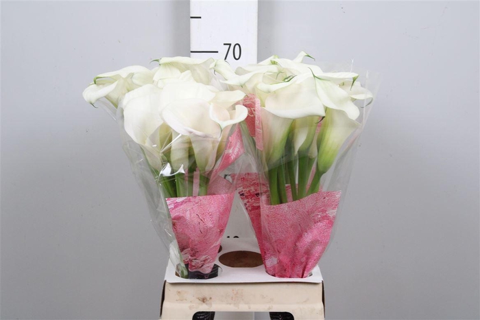 <h4>Zant Capt Ventura</h4>