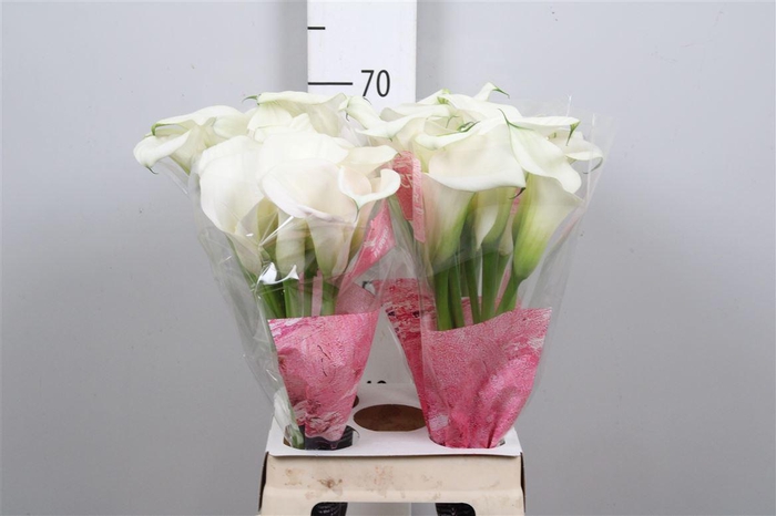 <h4>Zant Capt Ventura</h4>