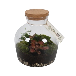 PTGB1845 Arrangement Terrarium