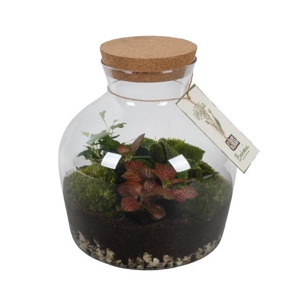 <h4>PTGB1845 Arrangement Terrarium</h4>