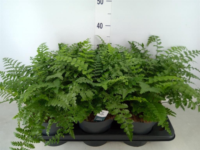 <h4>Asplenium  'Parvati'</h4>
