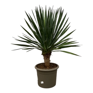 Dracaena Draco - 140cm