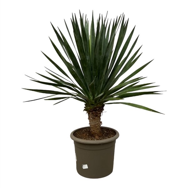 <h4>Dracaena Draco - 140cm</h4>