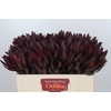 Leucadendron Saf Sunset Dark R.