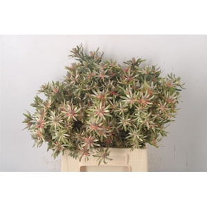 Leucad Ayoba Star Pearl