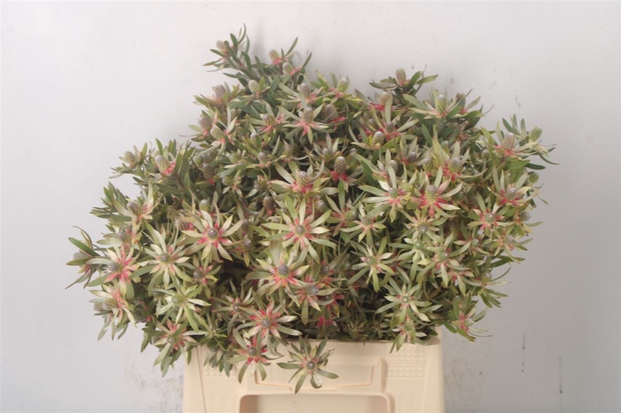 <h4>Leucad Ayoba Star Pearl</h4>