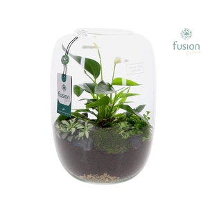 Green Bottle Isabella XLarge met Anthurium arrangement