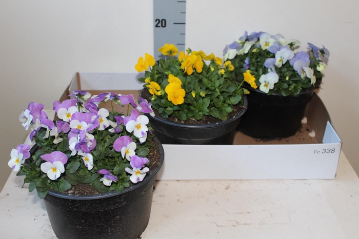 Vio Co Sorbet Gem Mixbox