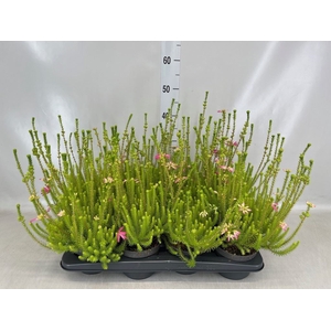 Erica verticillata