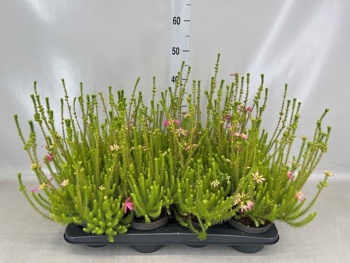 <h4>Erica verticillata</h4>