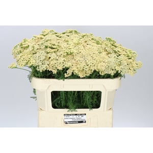 Achillea Molly