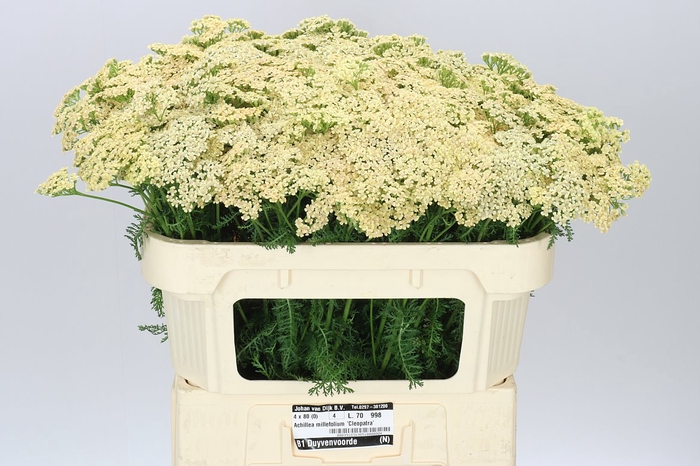 <h4>Achillea Molly</h4>