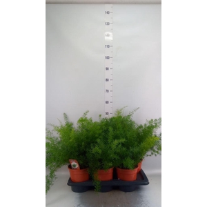 Asparagus dens. 'Sprengeri'