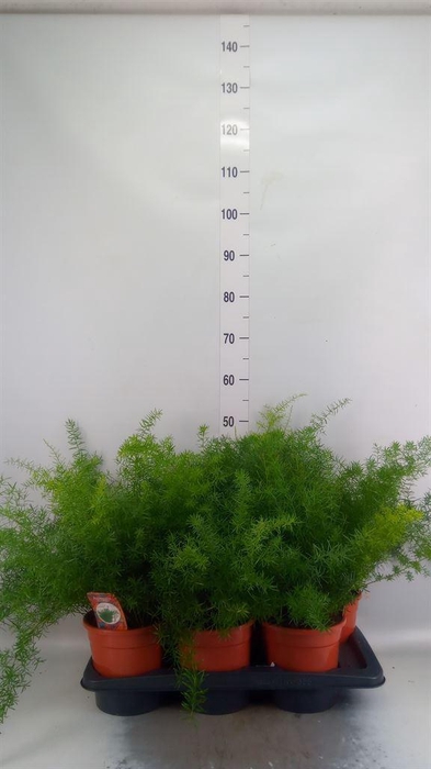 <h4>Asparagus dens. 'Sprengeri'</h4>