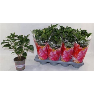 Hibis Gem 4 Branches