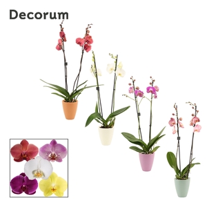 Phalaenopsis 2 tak 16+ mix in Carly (Craft world-collection)