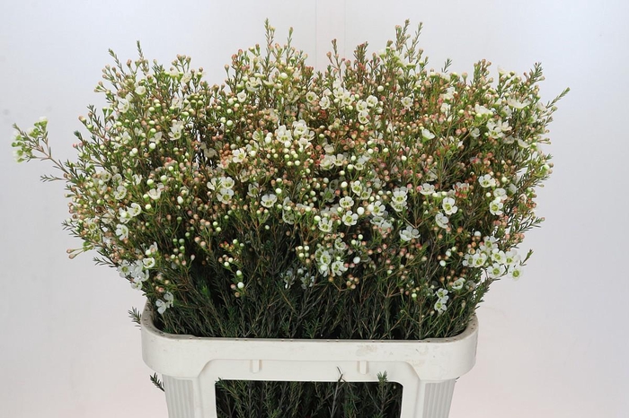 <h4>Chamelaucium Sirius</h4>