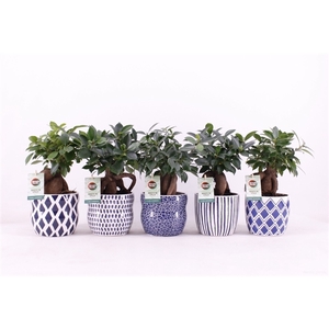 Ficus microcarpa Retusa in Delft Blue keramiek