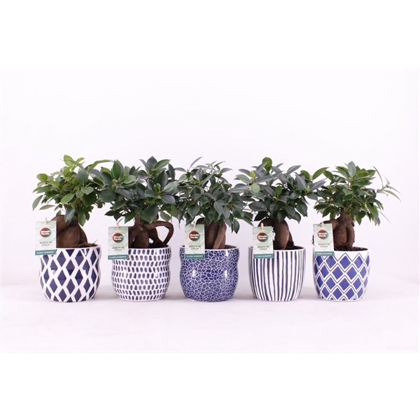 <h4>Ficus microcarpa Retusa in Delft Blue keramiek</h4>